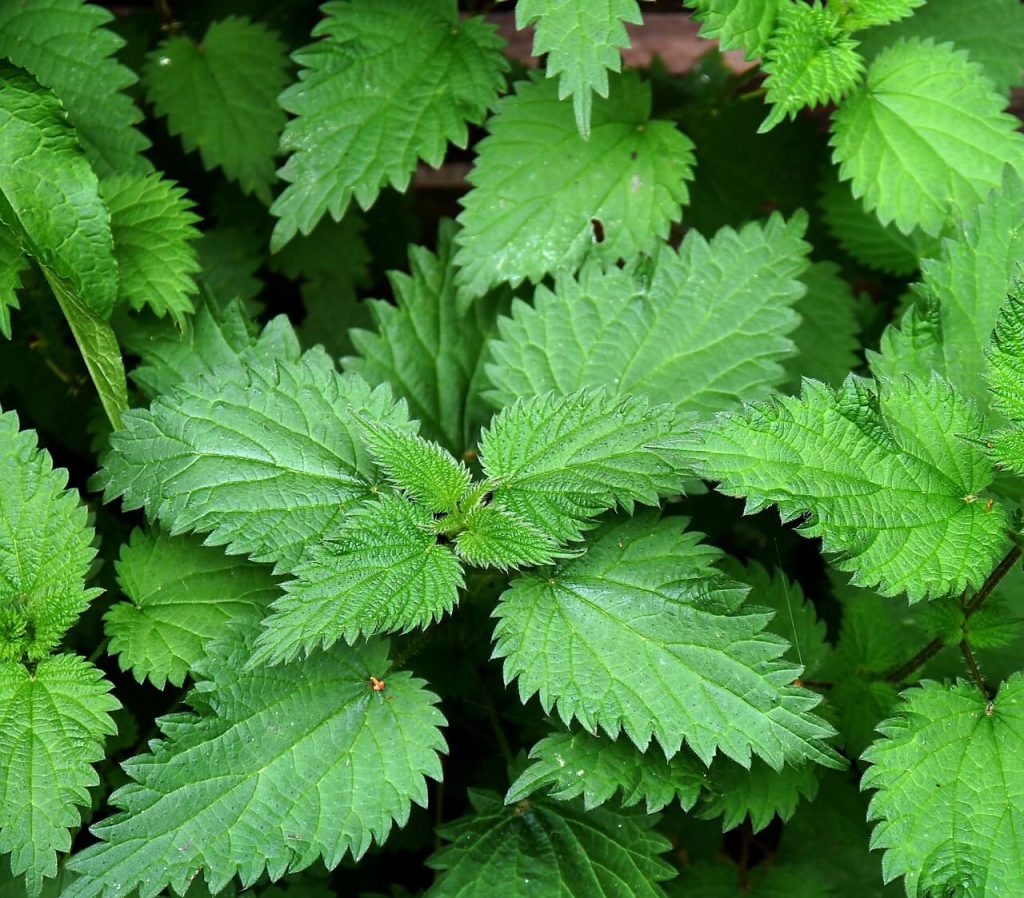 Algunas Medidas De Prevención Para La Alergia En La Época De Primavera