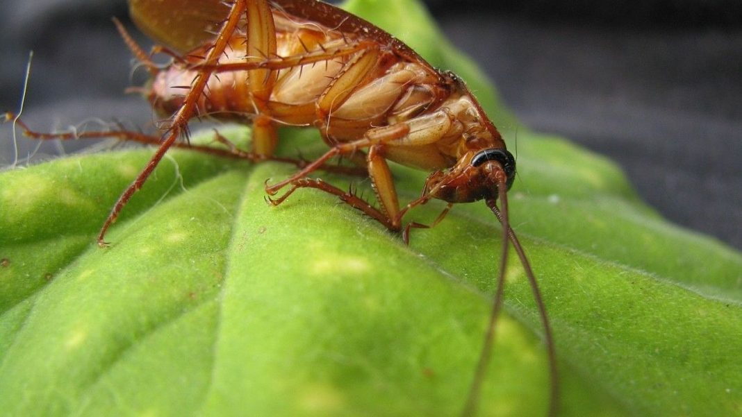 Dile adiós a las cucarachas de la cocina con estas plantas