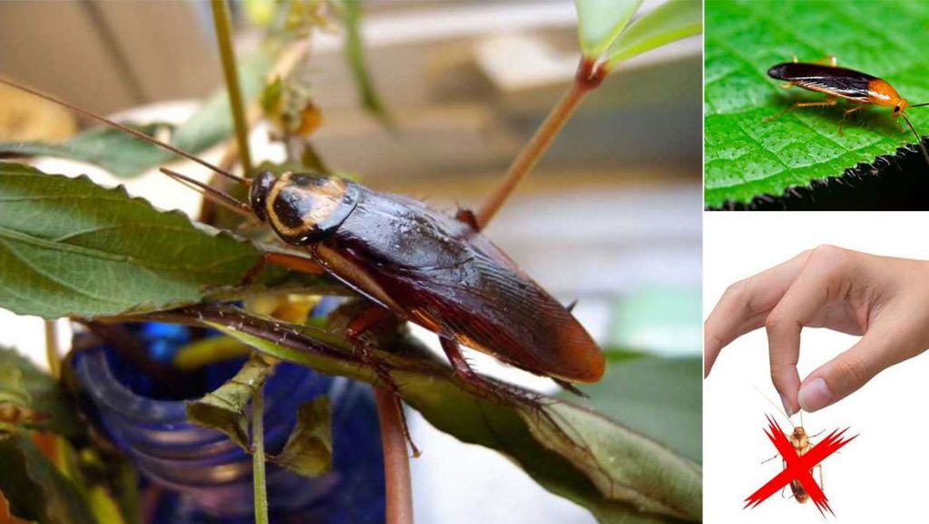 Dile Adiós A Las Cucarachas De La Cocina Con Estas Plantas