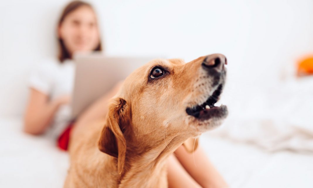 El motivo por el que no debes ladrar a tu perro