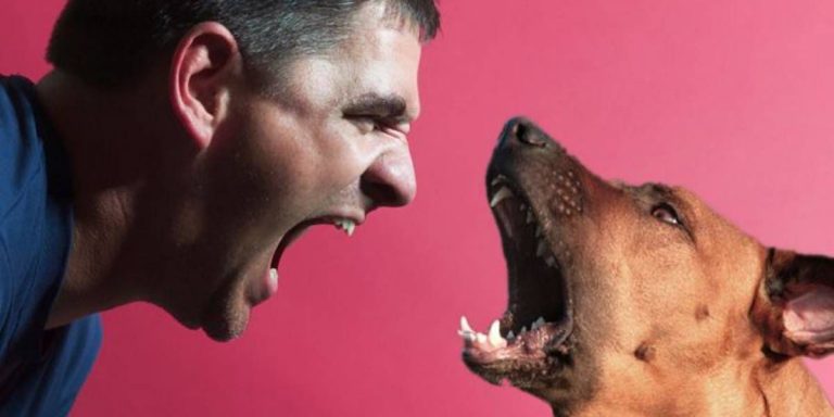 Ladridos de perros, descubra qué quiere decir su mascota