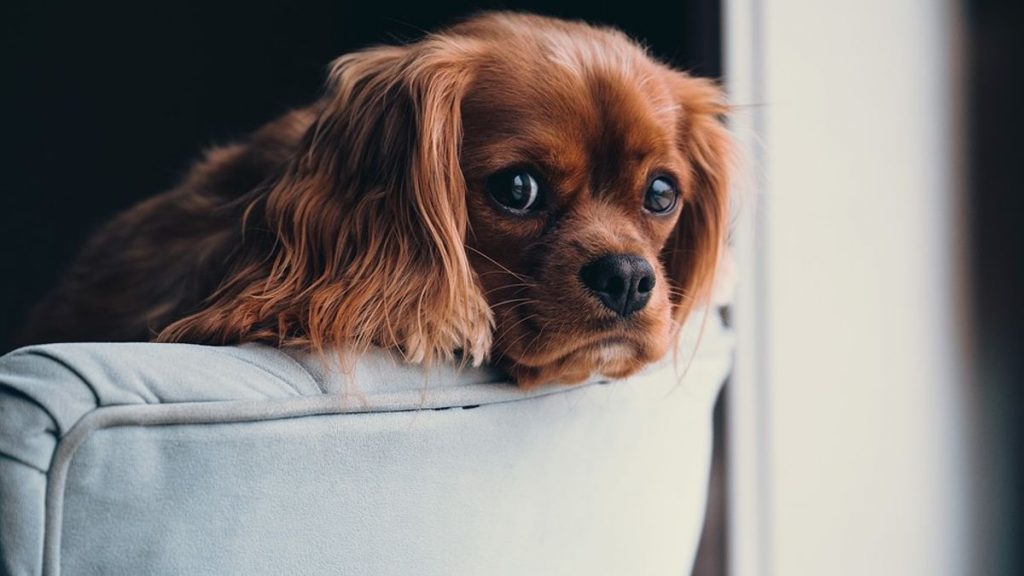 El Motivo Por El Que No Debes Ladrar A Tu Perro 6