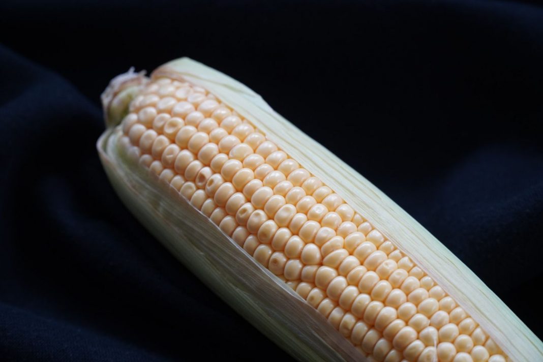 El secreto por el que las mazorcas de maíz nunca te salen con el sabor que deben tener