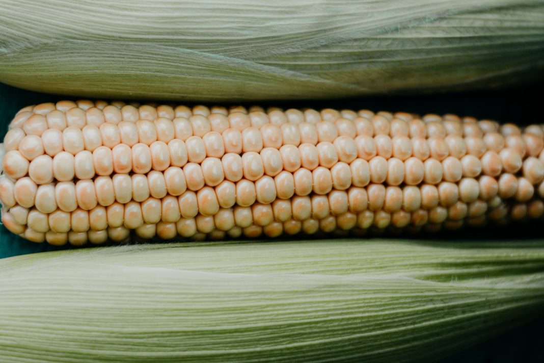 El secreto por el que las mazorcas de maíz nunca te salen con el sabor que deben tener