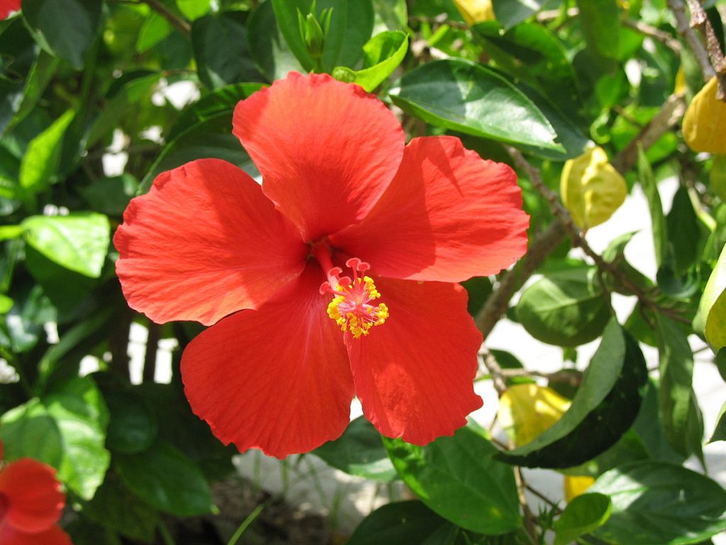 ¿Un Tono Del Color Rojo Para Los Nacidos En Abril?