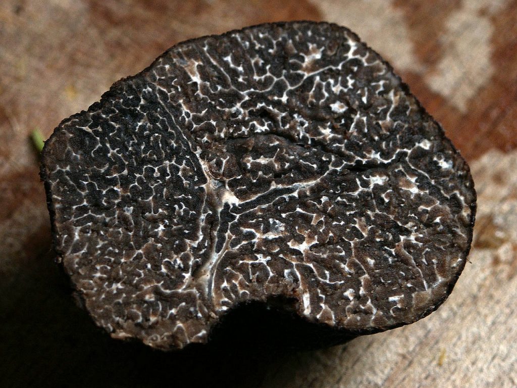 Trufa