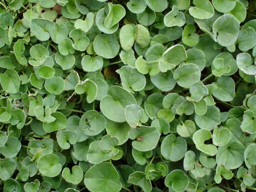 Las Plantas Alternativas Al Césped Deben Ser Resistentes Y De Color Verde Invierno