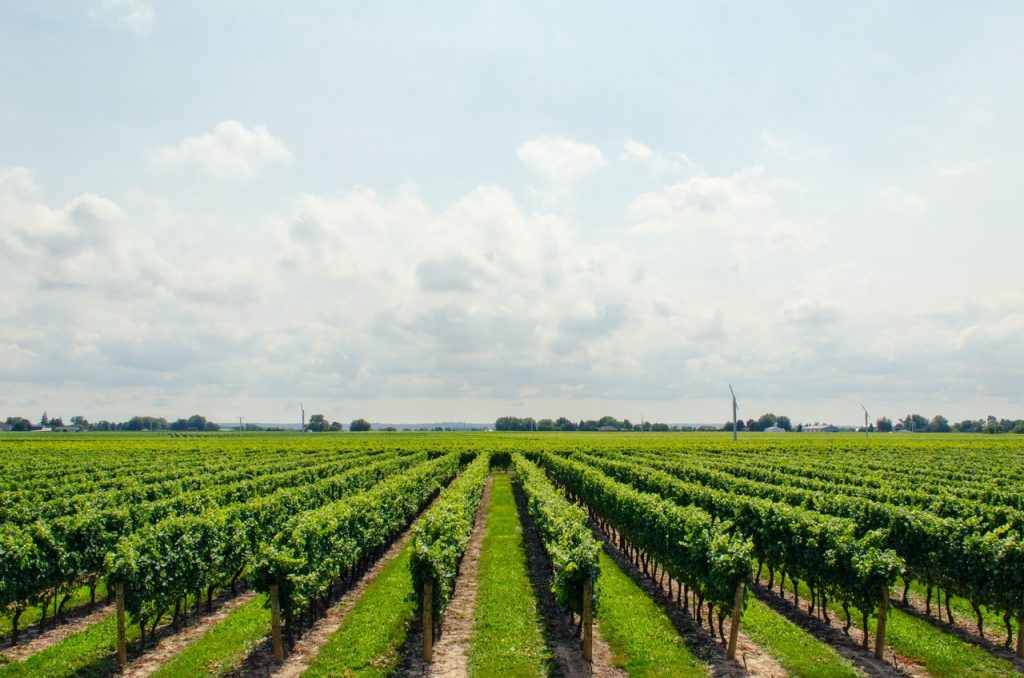 Dos Bodegas De España Entre Las 10 Mejores Del Mundo