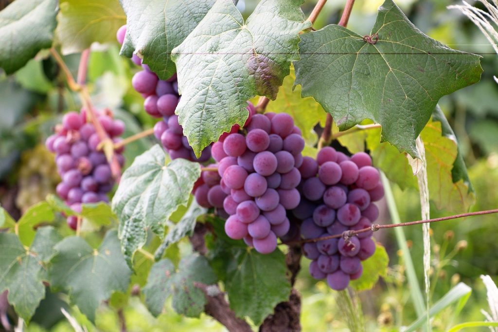 Dos Bodegas De España Entre Las 10 Mejores Del Mundo