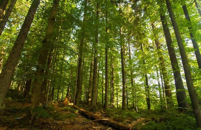 Asociaciones forestales critican el sistema de compensación de carbono que utiliza Foresga