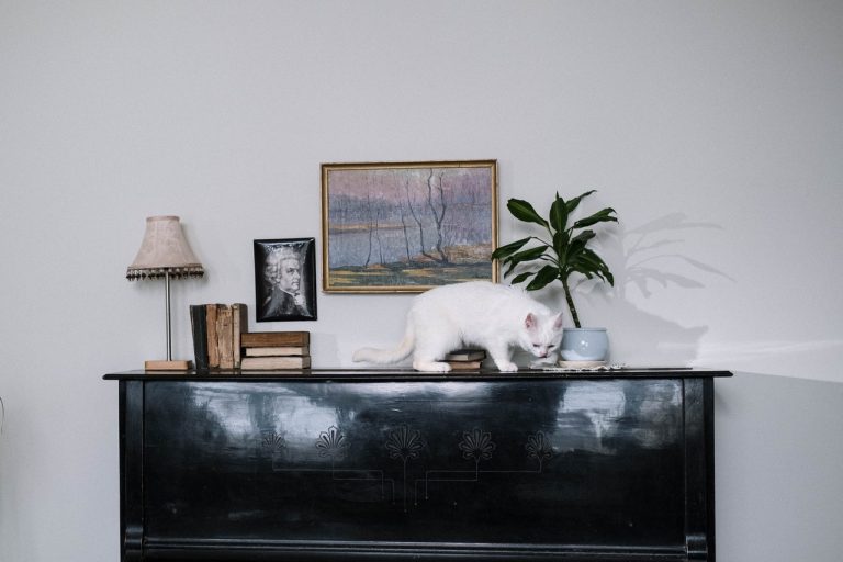 Aliexpress: protege tu casa de tus mascotas con estos productos tan útiles