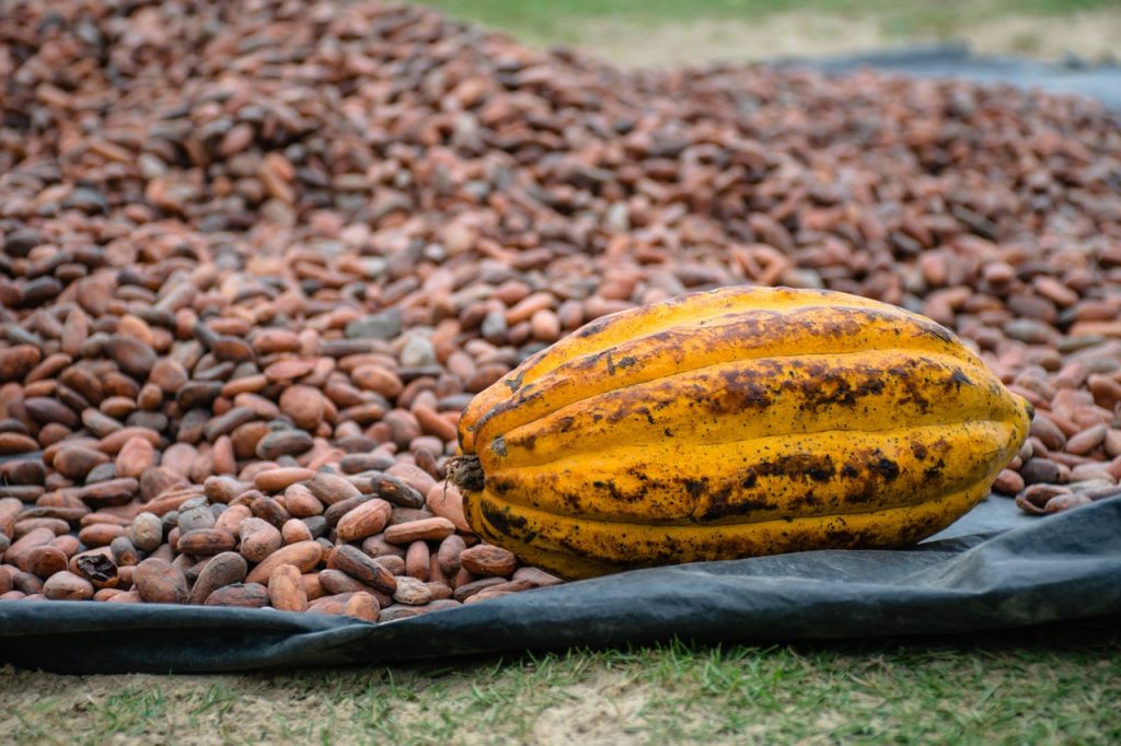 Los Mejores Cacaos Solubles Del Supermercado Según La Ocu