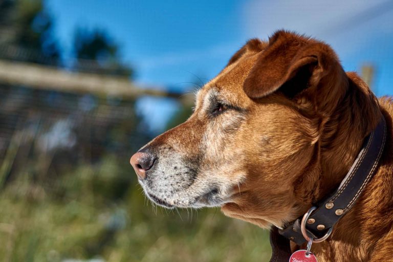 Adopción de perros mayores y sus ventajas