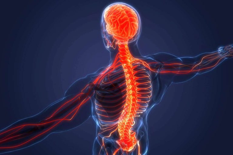 ¿Por qué es importante el sistema nervioso?, por Centre Chiropractic Dr. Marc Bony