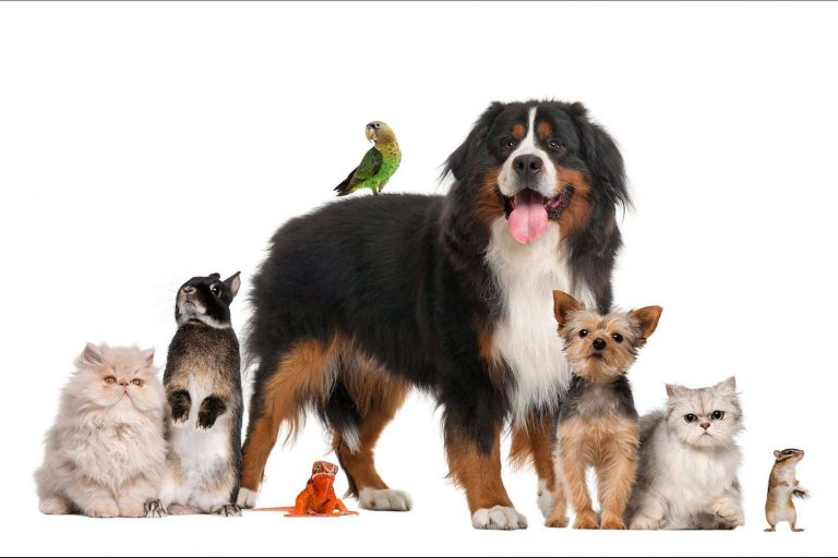 Encontrar una mascota perdida, gracias a la propuesta de una plataforma especializada