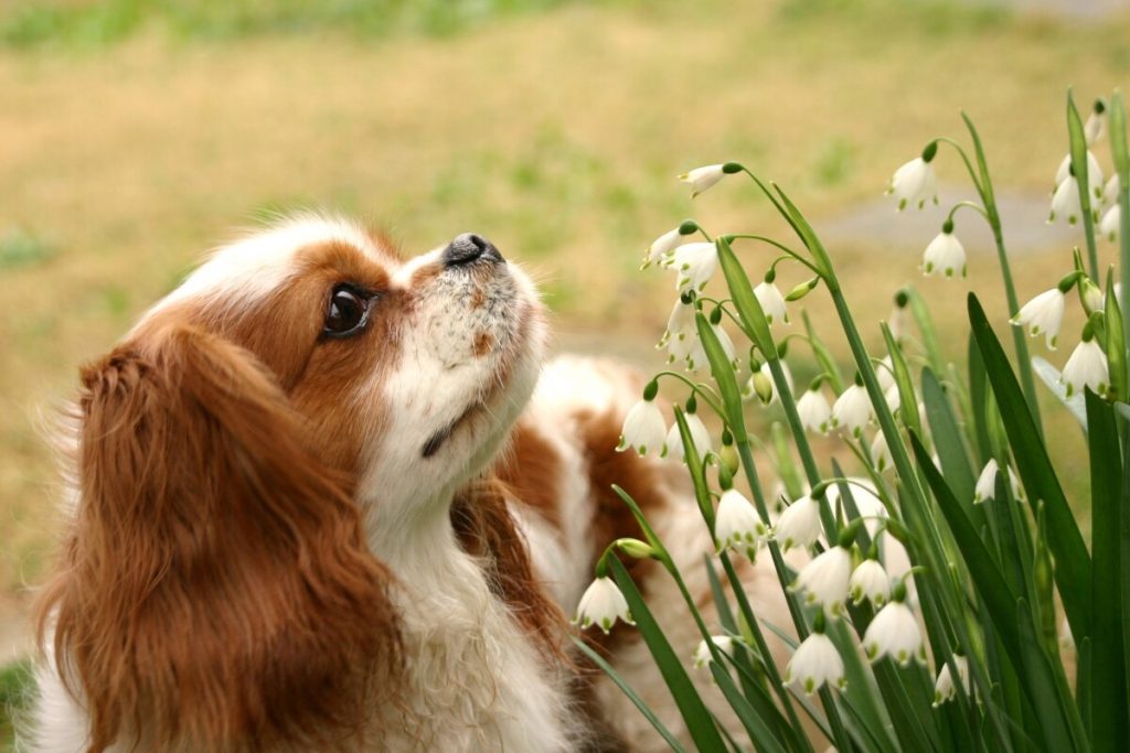 Qué Trámites Debes Cumplir Cuando Tu Mascota Fallece