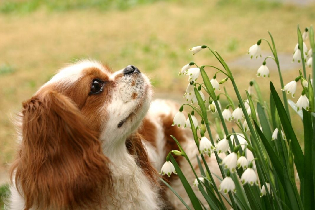 Qué trámites debes cumplir cuando tu mascota fallece