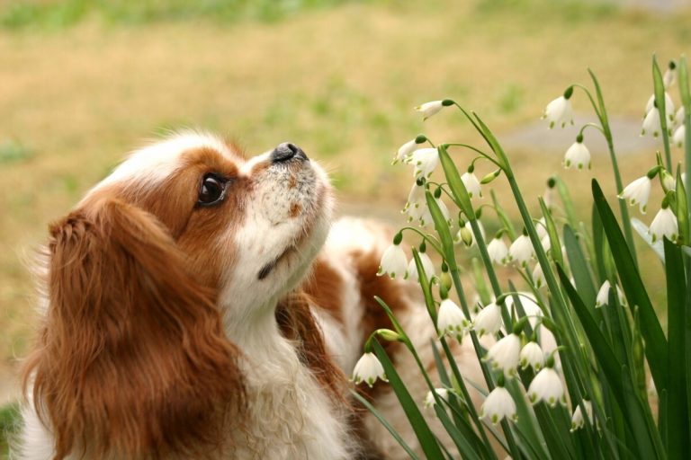 Las diez plantas más tóxicas para tu perro