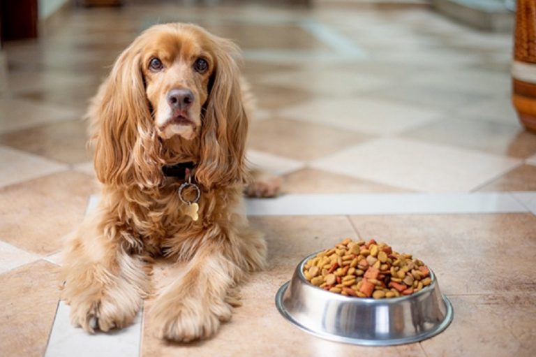 Todo lo que necesitas si vas a recibir un perro en tu casa