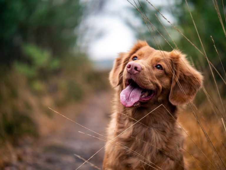 Perros de la calle: ¿qué hacer al rescatar un animal abandonado?