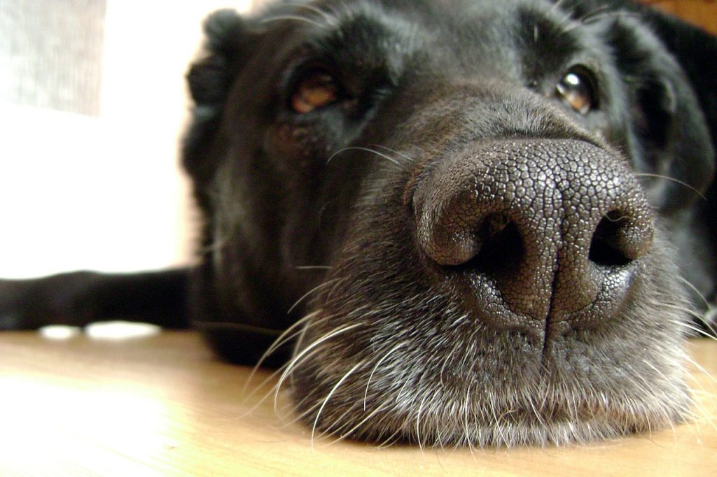 Enfermedades Que Tu Perro Puede Detectarte