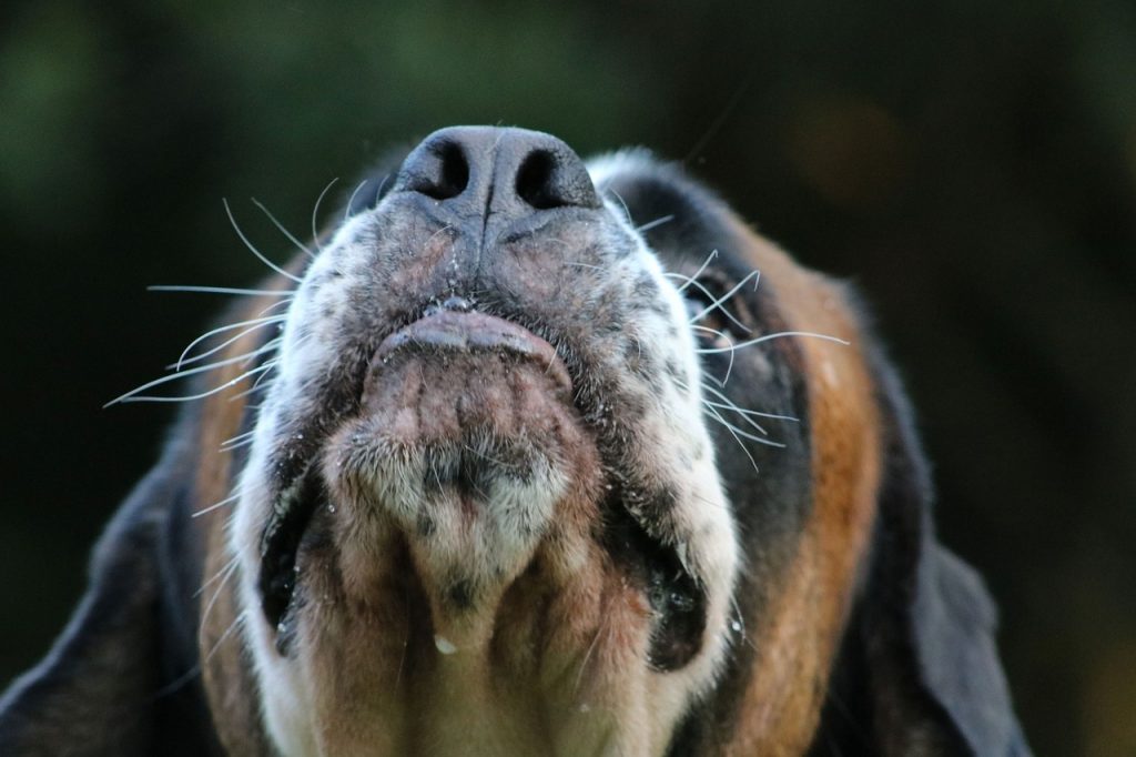 Enfermedades Que Tu Perro Puede Detectarte
