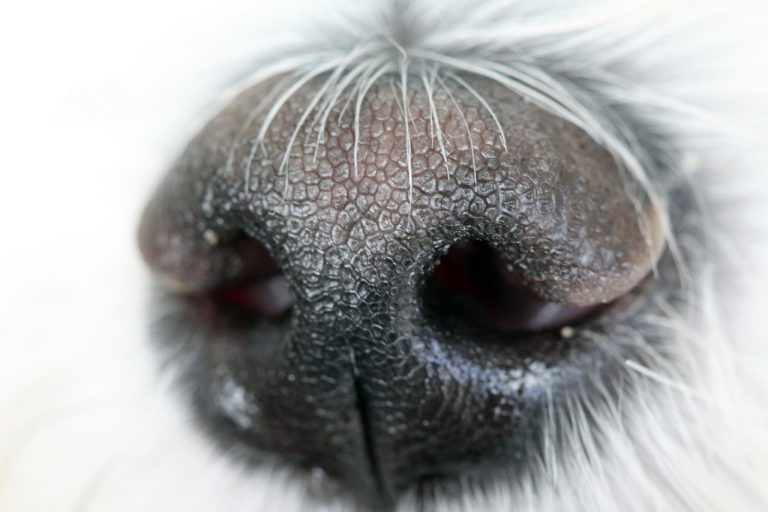 Enfermedades que tu perro puede detectarte