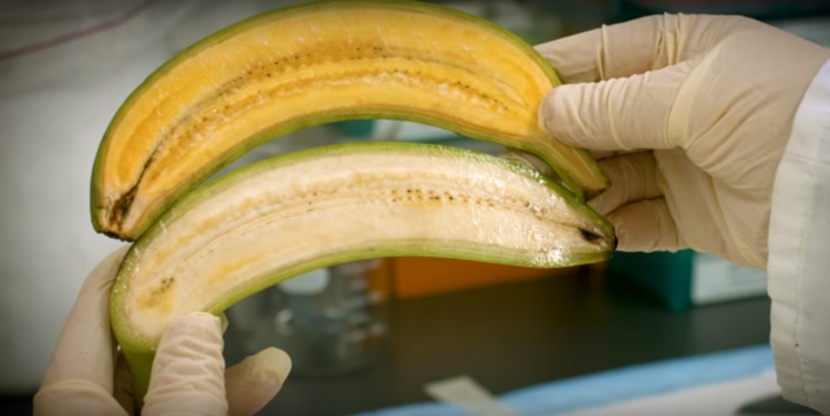 Cómo Saber Si Estas Frutas O Verduras Son Transgénicas 4 Cómo Saber Si Estas Frutas O Verduras Son Transgénicas