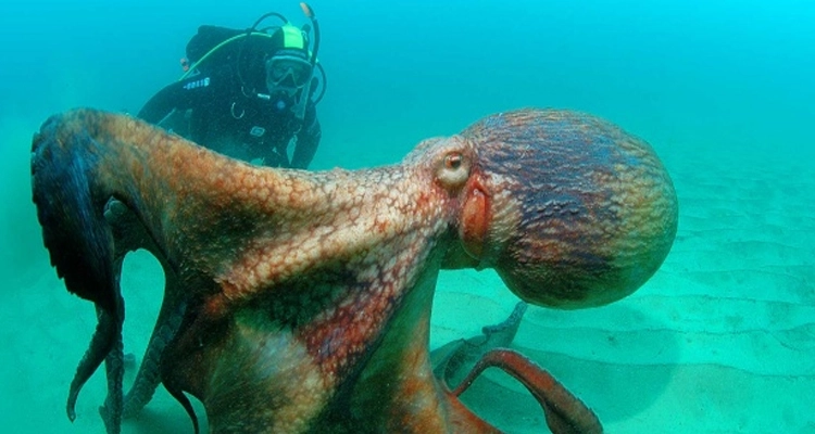 10 Fotos Que Te Harán Dudar De Nadar En El Mar