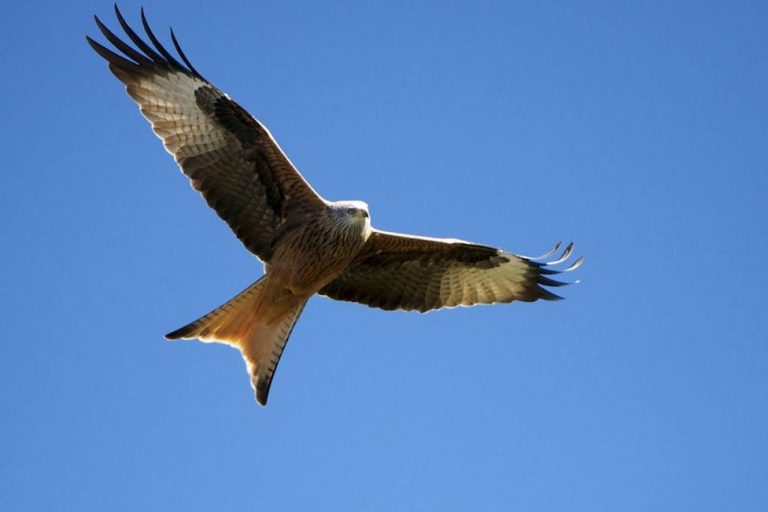 El milano real sigue creciendo en la reserva de Biosfera de Menorca
