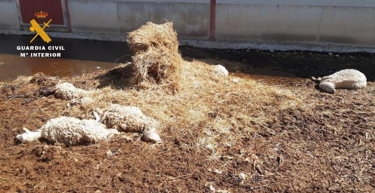 Detenido en Montalvos (Albacete) por presuntamente matar a 285 animales por falta de alimento y agua