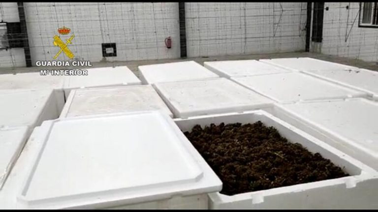 Incautadas más de 100.000 plantas de marihuana en una operación antidroga
