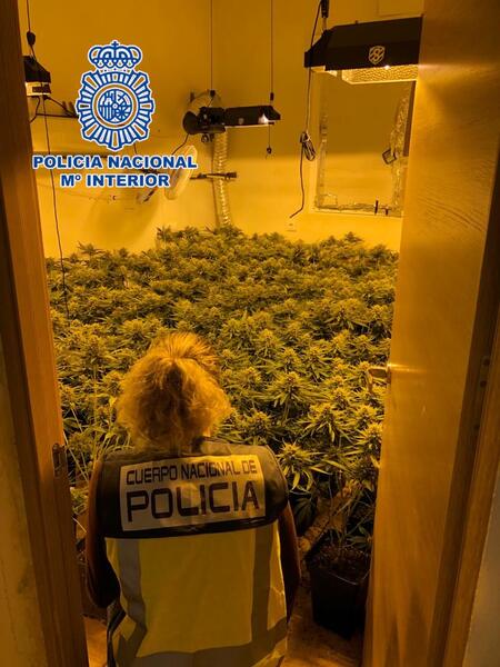Tres detenidos en Almería por cultivar 259 plantas de marihuana en tres viviendas