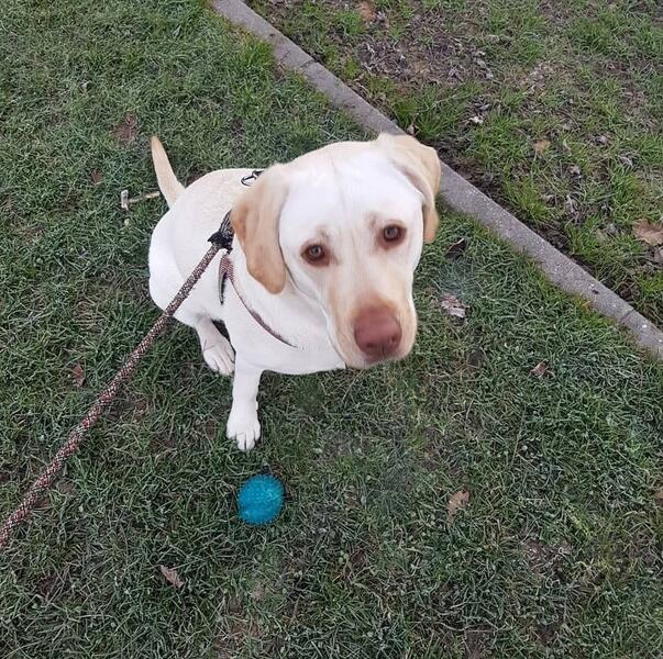 Madrid evalúa identificar a los dueños de las mascotas por el ADN de los excrementos