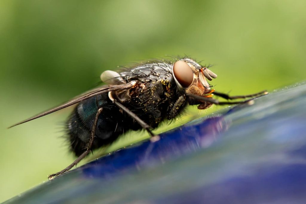 Esto Es Lo Que Pasa Si Comes Algo Donde Se Ha Posado Una Mosca