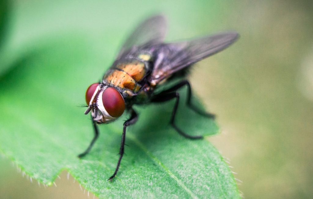 Esto Es Lo Que Pasa Si Comes Algo Donde Se Ha Posado Una Mosca 11