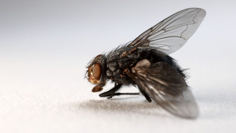 Esto es lo que pasa si comes algo donde se ha posado una mosca