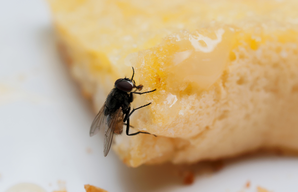 Esto Es Lo Que Pasa Si Comes Algo Donde Se Ha Posado Una Mosca 8