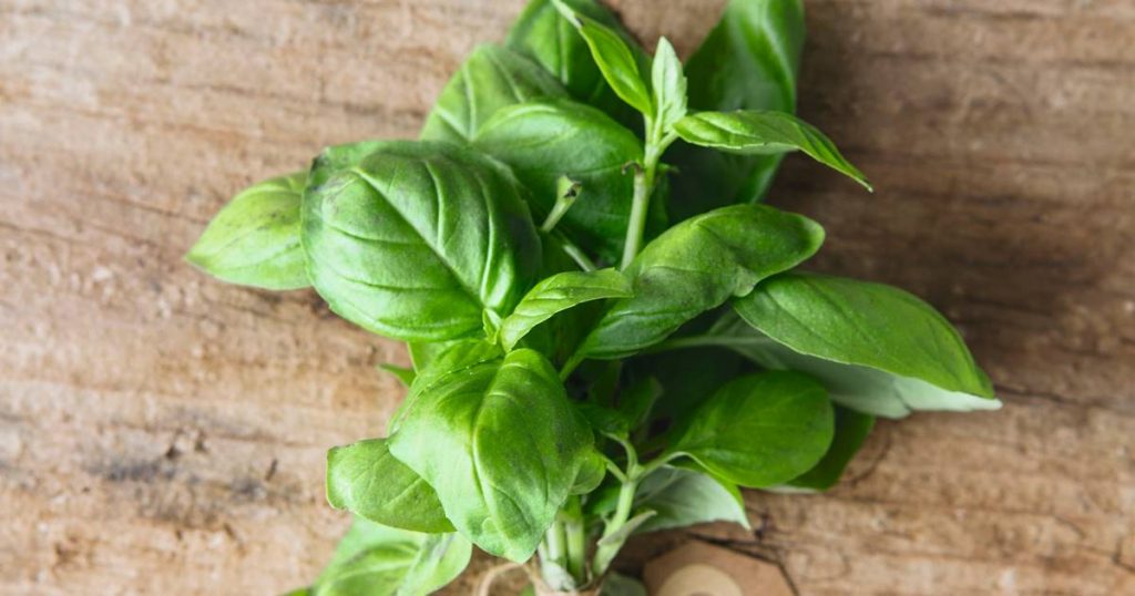 Albahaca