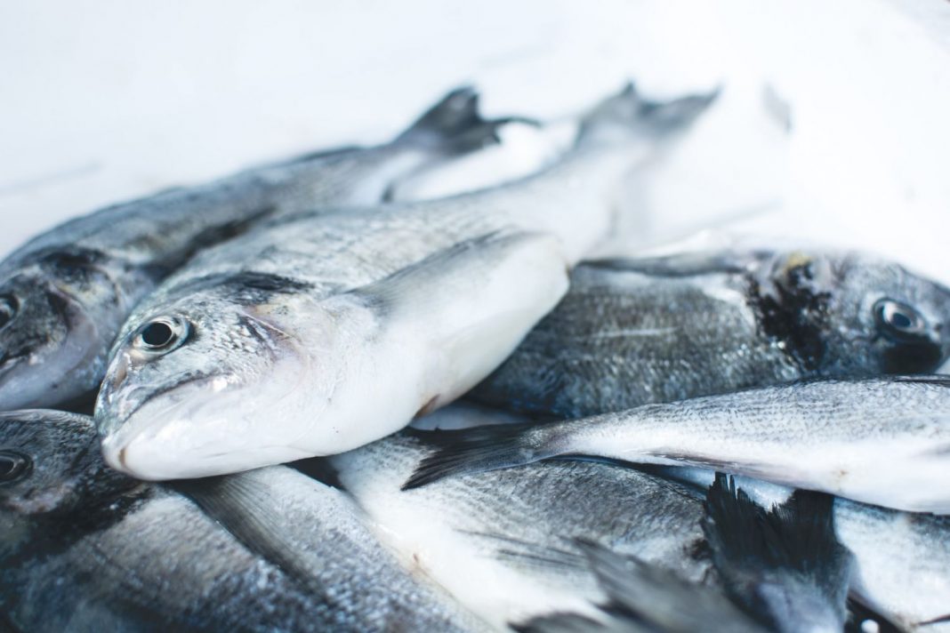 pescado fresco