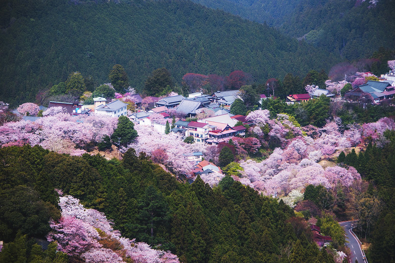 Mt Yoshino Sakura