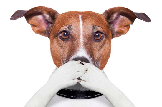 Olores que molestan a tu perro