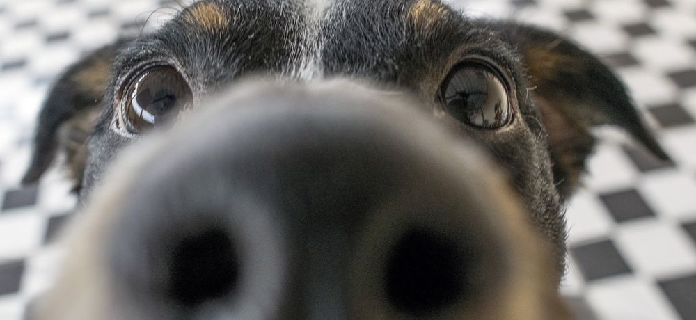 ¿Cómo Es El Olfato De Un Perro?