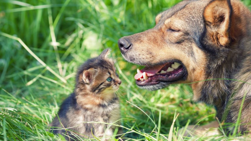 Qué hacer si tienes un perro celoso