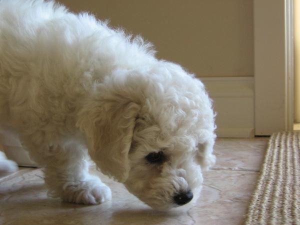 El Alcohol Es Verdaderamente Insoportable Para Los Perros