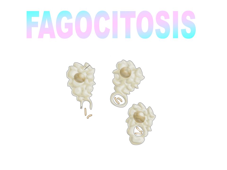 ¿Qué Es La Fagocitosis?