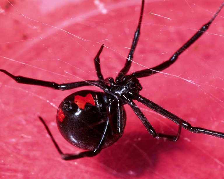 Qué hacer si te pica una araña