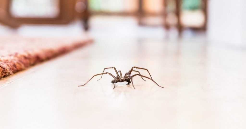 ¿Cuál Es La Alimentación De La Araña?