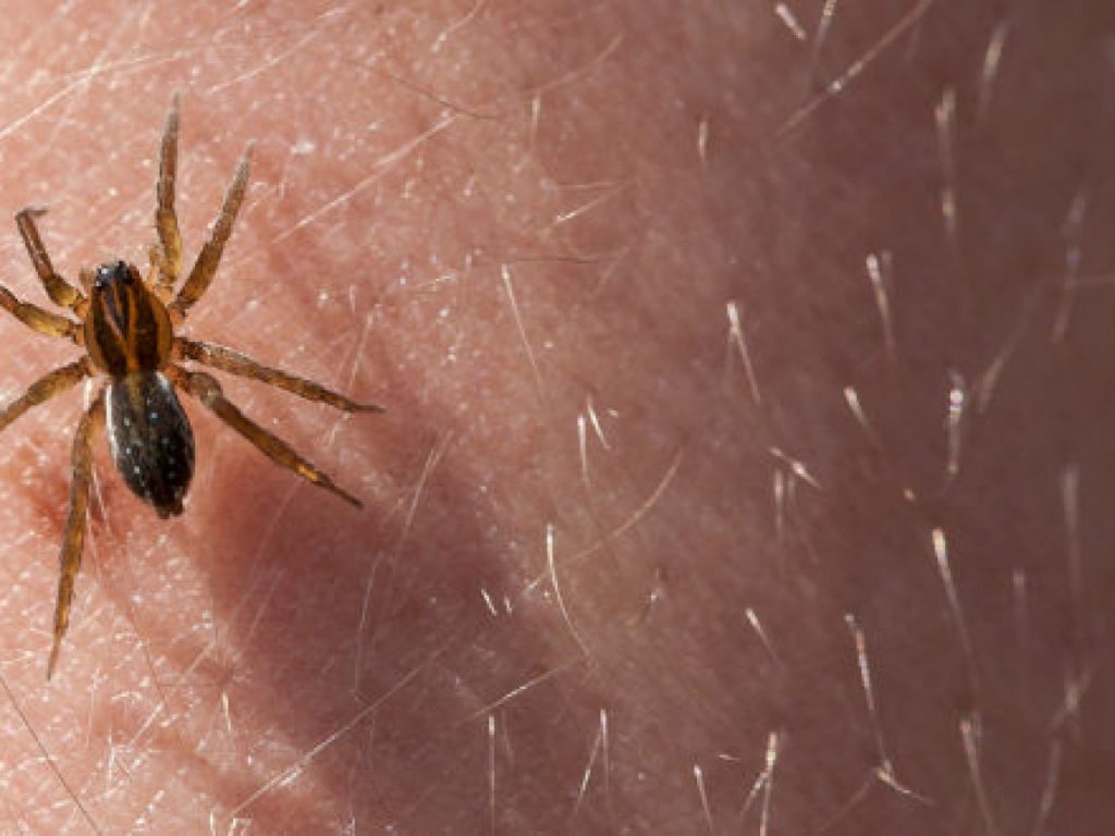 ¿Cómo Se Reproduce La Araña?