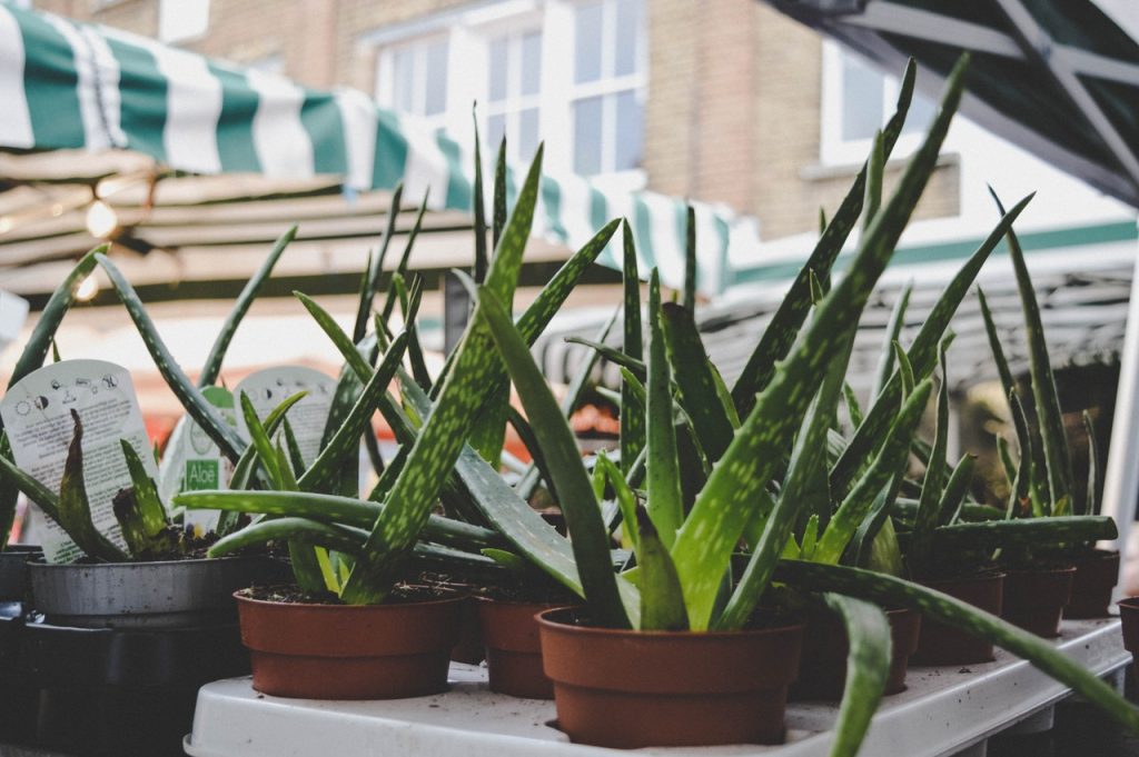 Recurre Al Aloe Vera